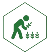 alt='planting sprouts hexagon icon'