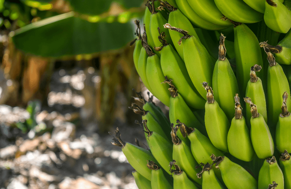 alt=’Cluster of green bananas on a banana tree’