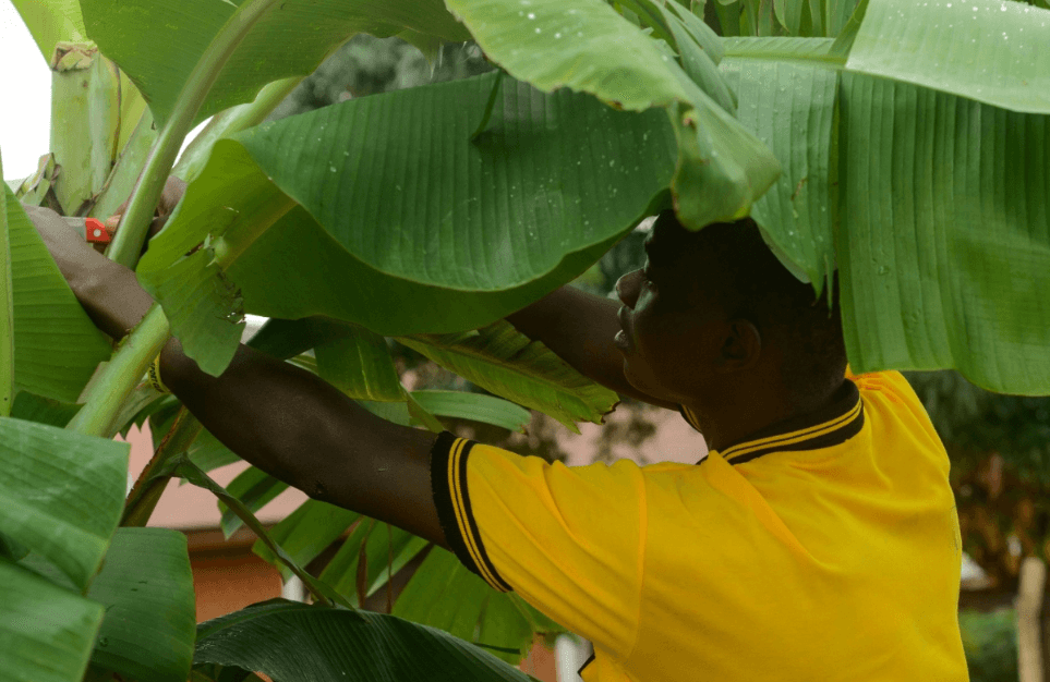 alt=’A man in a yellow shirt prunes banana plants, carefully working amidst large green leaves'