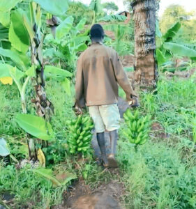 alt=’A person walking in a banana farm, holding two large clusters of bananas in both hands'