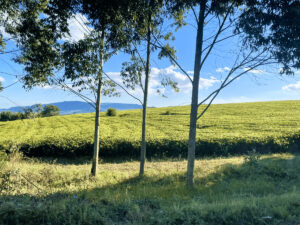 alt=’Farmland with lush green crops, trees in the foreground, and hills in the background on a sunny day'